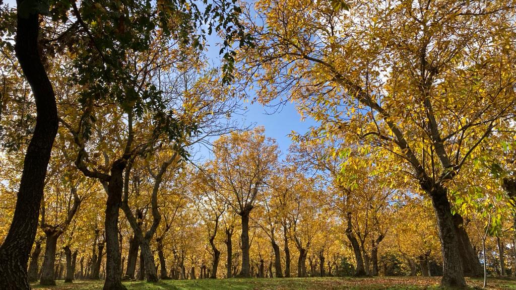 Picnic nel Bosco <br>tutti i weekend d’autunno