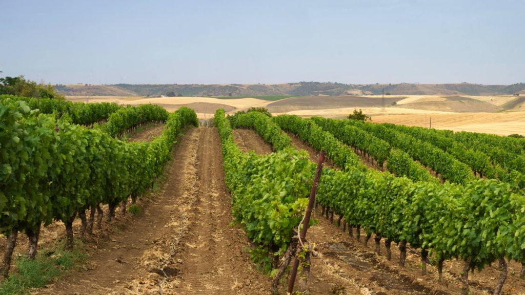 Vigneto rigoglioso sotto il cielo azzurro, pronto per le visite alle cantine vicino all'Hotel Castagneto.