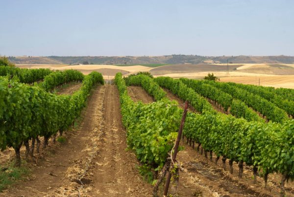 Vigneto rigoglioso sotto il cielo azzurro, pronto per le visite alle cantine vicino all'Hotel Castagneto.
