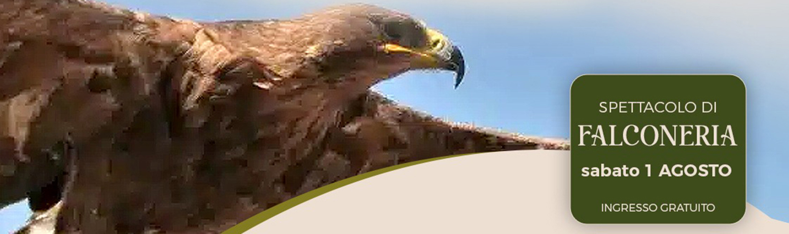 Spettacolo Gratuito Falconeria 1° Agosto