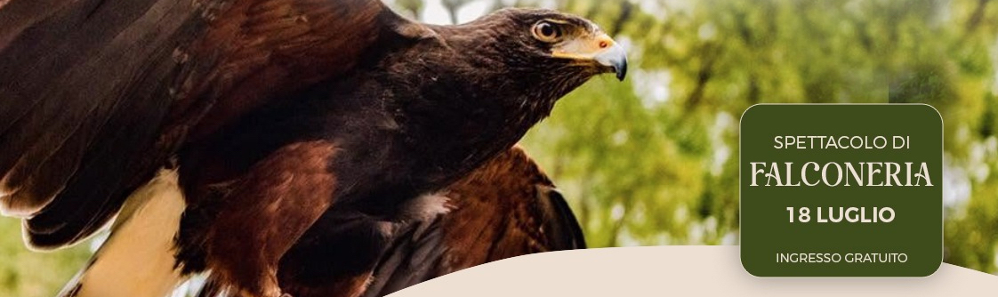 Spettacolo Gratuito Falconeria 18 Luglio